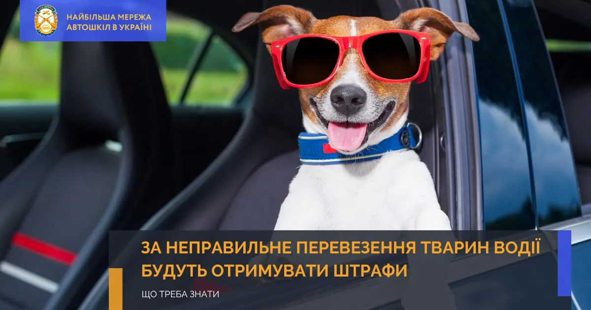 За неправильне перевезення тварин водії будуть отримувати штрафи: що треба знати